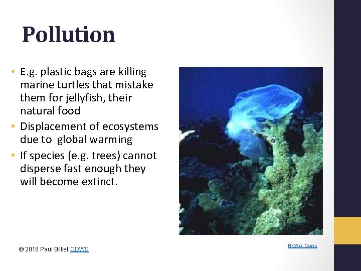 Pollution • E. g. plastic bags are killing marine turtles that mistake them for