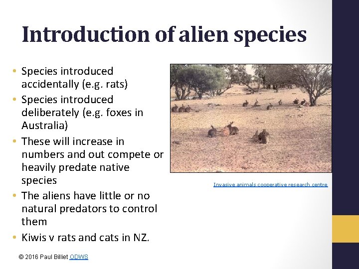 Introduction of alien species • Species introduced accidentally (e. g. rats) • Species introduced