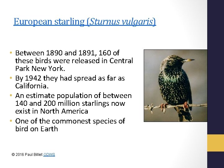European starling (Sturnus vulgaris) • Between 1890 and 1891, 160 of these birds were