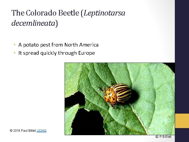 The Colorado Beetle (Leptinotarsa decemlineata) • A potato pest from North America • It
