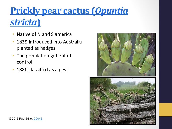 Prickly pear cactus (Opuntia stricta) • Native of N and S america • 1839