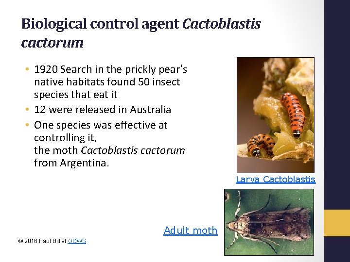 Biological control agent Cactoblastis cactorum • 1920 Search in the prickly pear’s native habitats