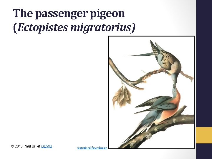 The passenger pigeon (Ectopistes migratorius) © 2016 Paul Billiet ODWS Songbird foundation 