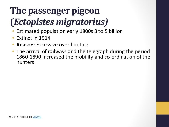 The passenger pigeon (Ectopistes migratorius) • • Estimated population early 1800 s 3 to