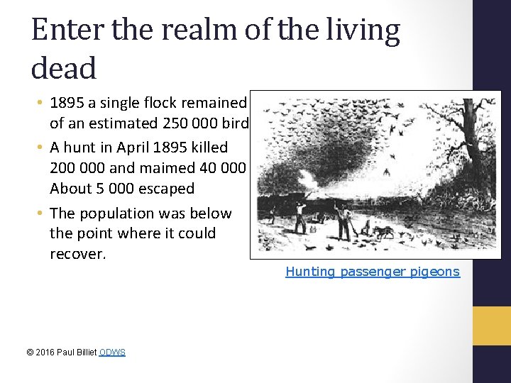 Enter the realm of the living dead • 1895 a single flock remained of