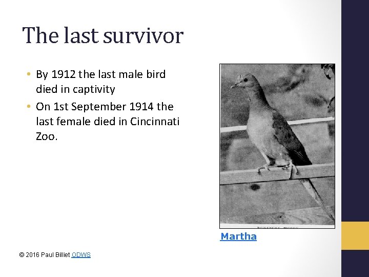 The last survivor • By 1912 the last male bird died in captivity •