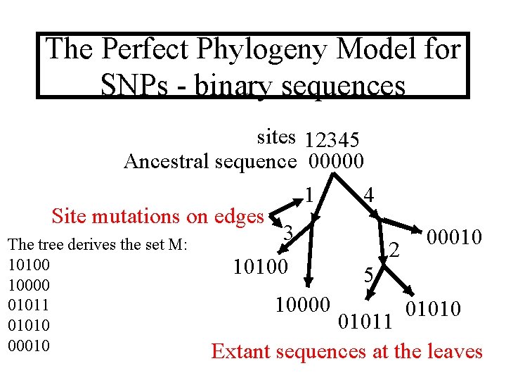The Perfect Phylogeny Model for SNPs - binary sequences sites 12345 Ancestral sequence 00000