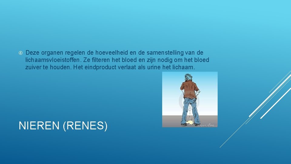  Deze organen regelen de hoeveelheid en de samenstelling van de lichaamsvloeistoffen. Ze filteren