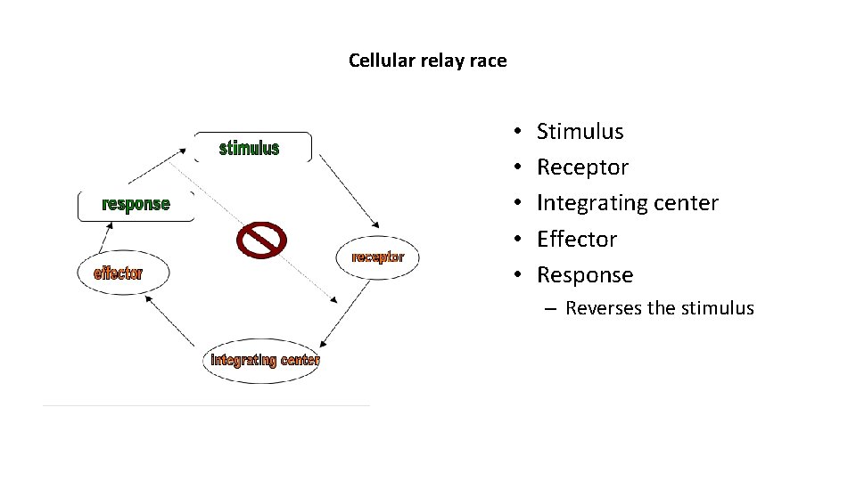 Cellular relay race • • • Stimulus Receptor Integrating center Effector Response – Reverses