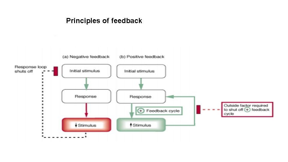 Principles of feedback 