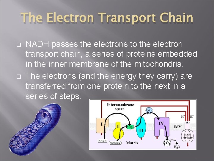 The Electron Transport Chain NADH passes the electrons to the electron transport chain, a