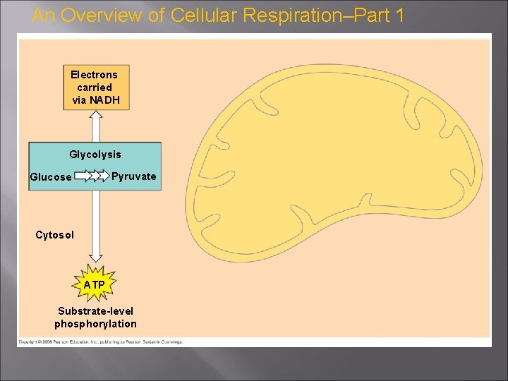 An Overview of Cellular Respiration–Part 1 Electrons carried via NADH Glycolysis Pyruvate Glucose Cytosol