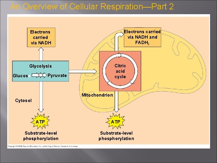 An Overview of Cellular Respiration—Part 2 Electrons carried via NADH and FADH 2 Electrons