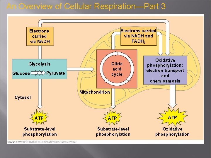 An Overview of Cellular Respiration—Part 3 Electrons carried via NADH and FADH 2 Electrons