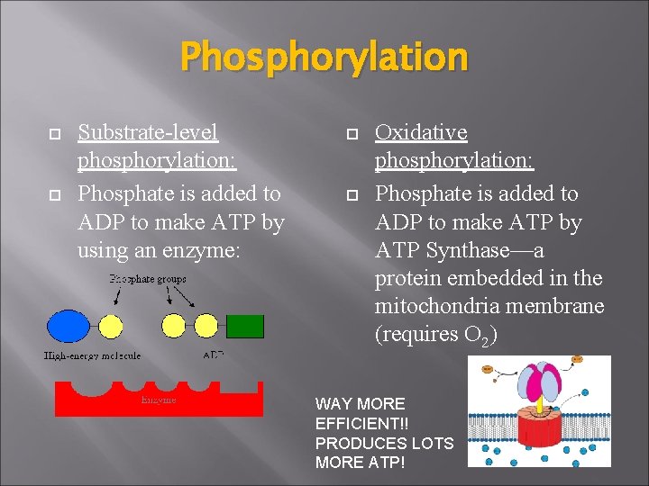 Phosphorylation Substrate-level phosphorylation: Phosphate is added to ADP to make ATP by using an