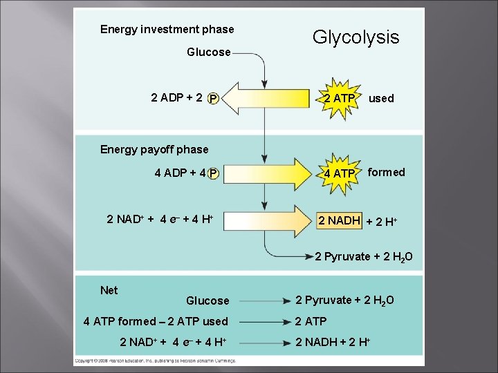 Energy investment phase Glucose 2 ADP + 2 P Glycolysis 2 ATP used 4