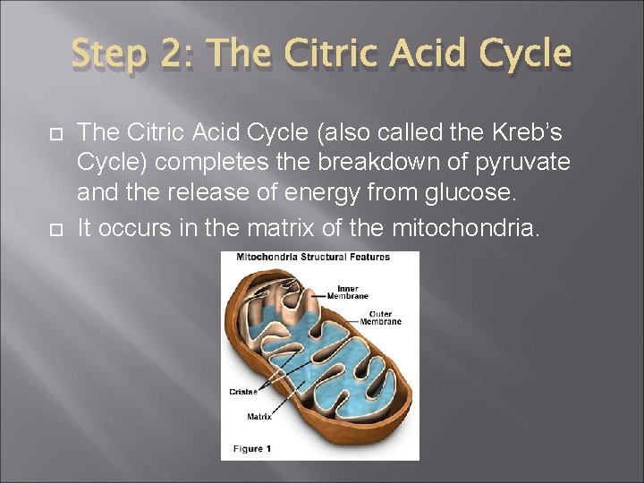Step 2: The Citric Acid Cycle (also called the Kreb’s Cycle) completes the breakdown