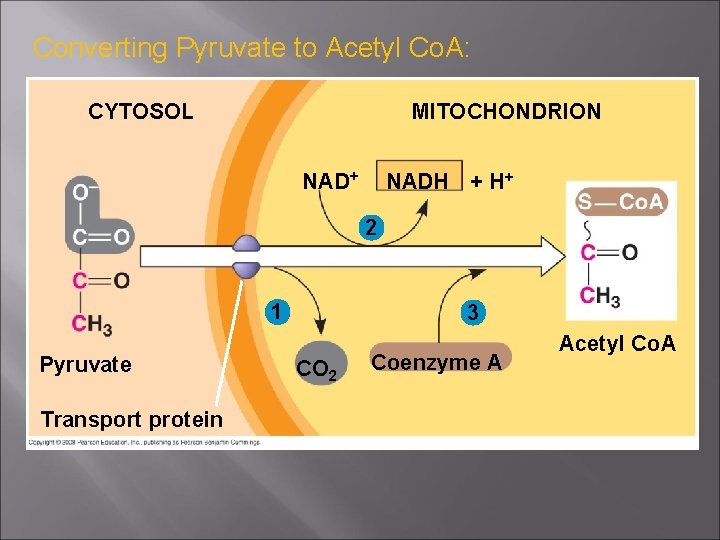 Converting Pyruvate to Acetyl Co. A: MITOCHONDRION CYTOSOL NAD+ NADH + H+ 2 1