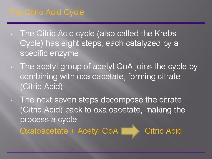 The Citric Acid Cycle • The Citric Acid cycle (also called the Krebs Cycle)
