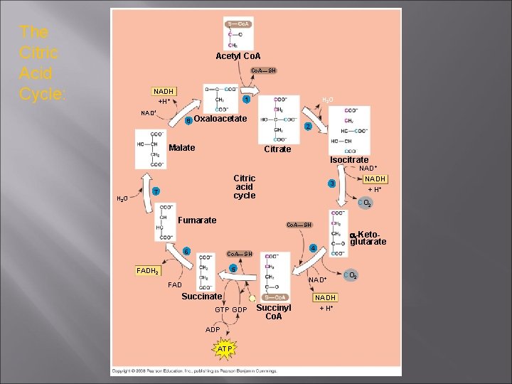 The Citric Acid Cycle: Acetyl Co. A—SH NADH +H+ H 2 O 1 NAD+