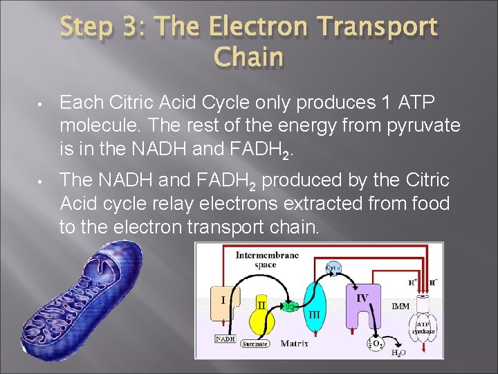Step 3: The Electron Transport Chain • Each Citric Acid Cycle only produces 1