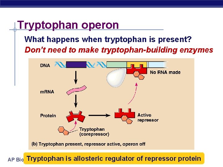 Tryptophan operon What happens when tryptophan is present? Don’t need to make tryptophan-building enzymes