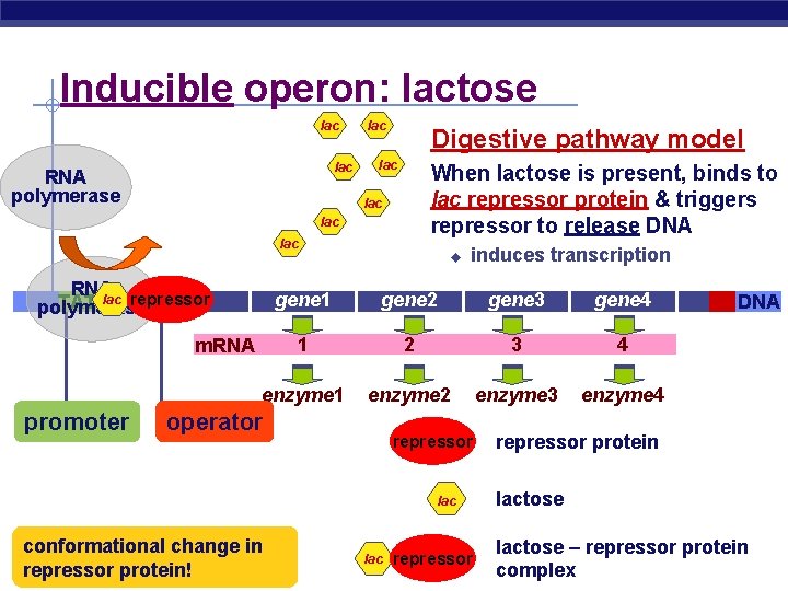 Inducible operon: lactose lac RNA polymerase lac Digestive pathway model lac When lactose is