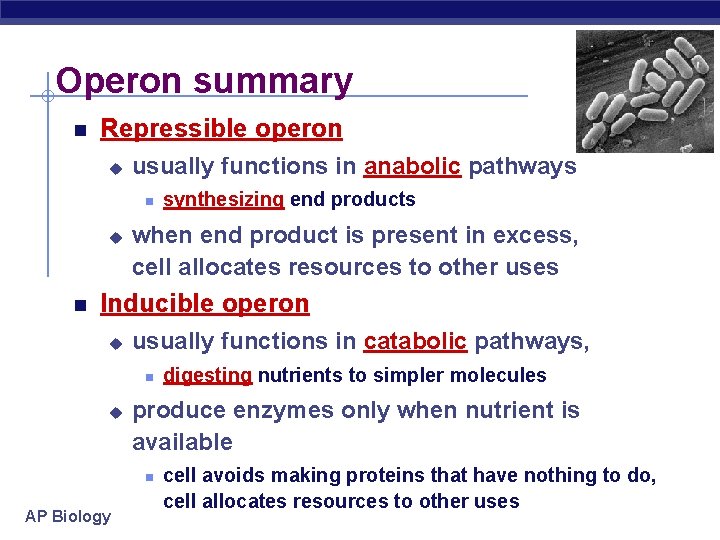Operon summary Repressible operon u usually functions in anabolic pathways u synthesizing end products