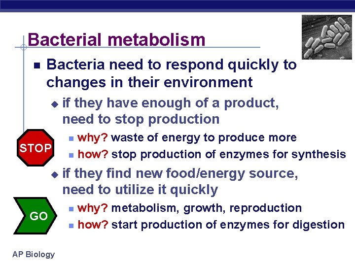 Bacterial metabolism Bacteria need to respond quickly to changes in their environment u STOP