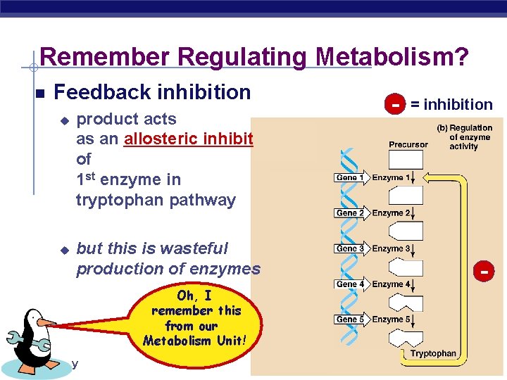 Remember Regulating Metabolism? Feedback inhibition u u product acts as an allosteric inhibitor of