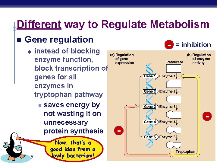 Different way to Regulate Metabolism Gene regulation u AP Biology instead of blocking enzyme