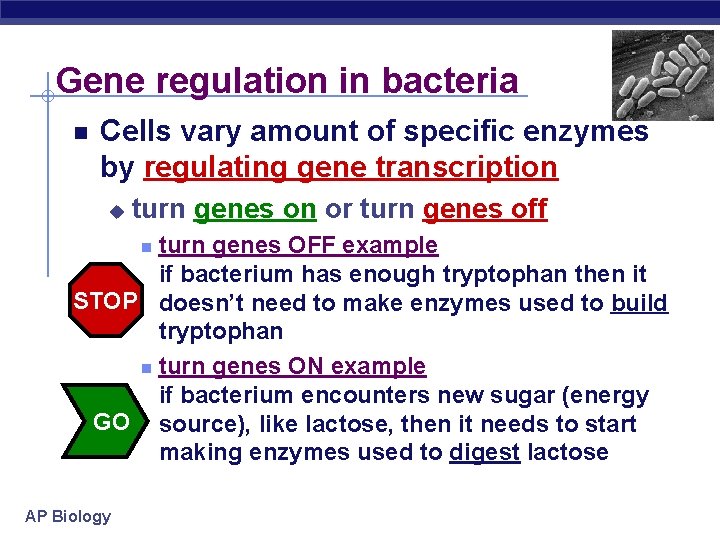 Gene regulation in bacteria Cells vary amount of specific enzymes by regulating gene transcription