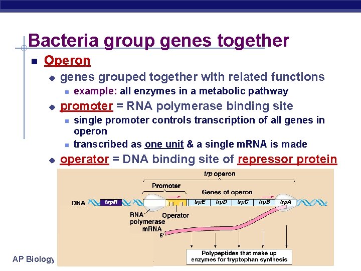 Bacteria group genes together Operon u genes grouped together with related functions u promoter