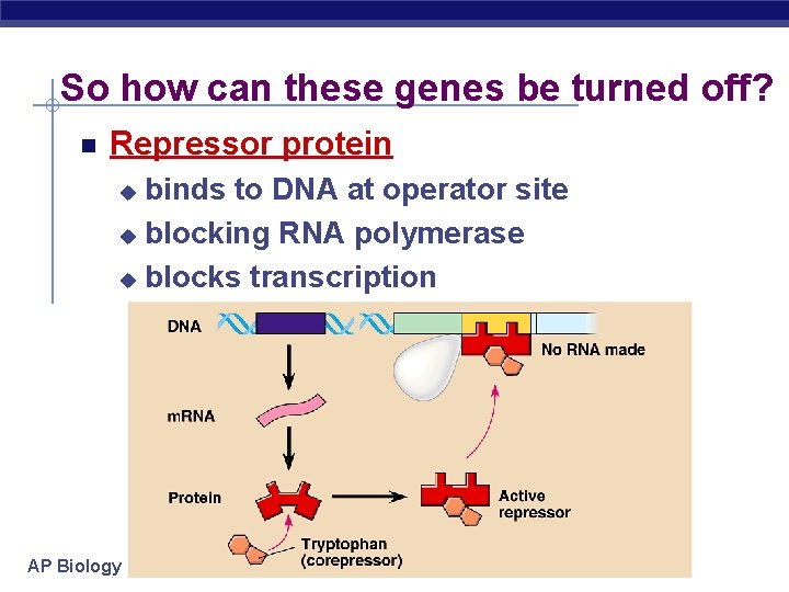 So how can these genes be turned off? Repressor protein binds to DNA at