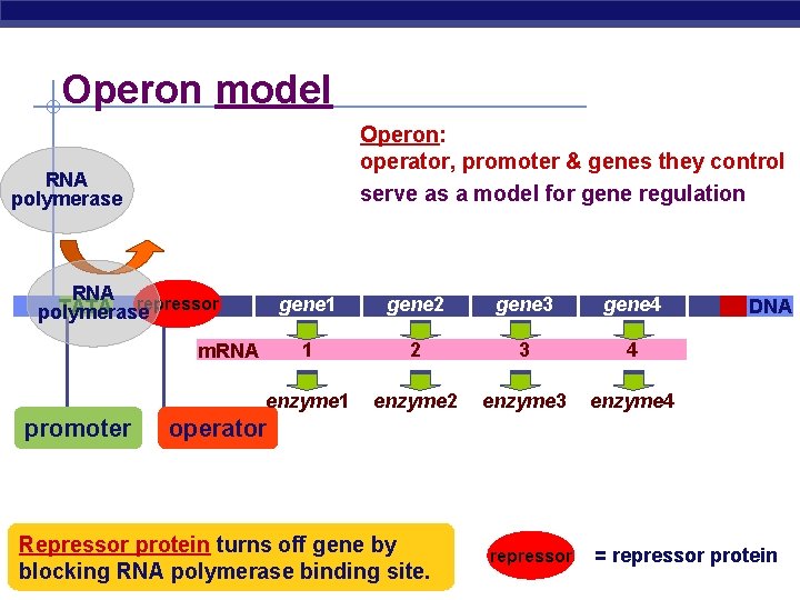 Operon model Operon: operator, promoter & genes they control serve as a model for