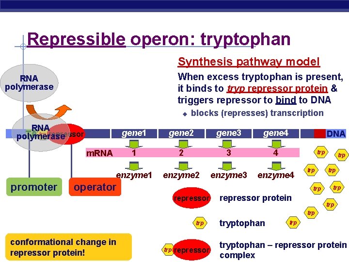 Repressible operon: tryptophan Synthesis pathway model When excess tryptophan is present, it binds to