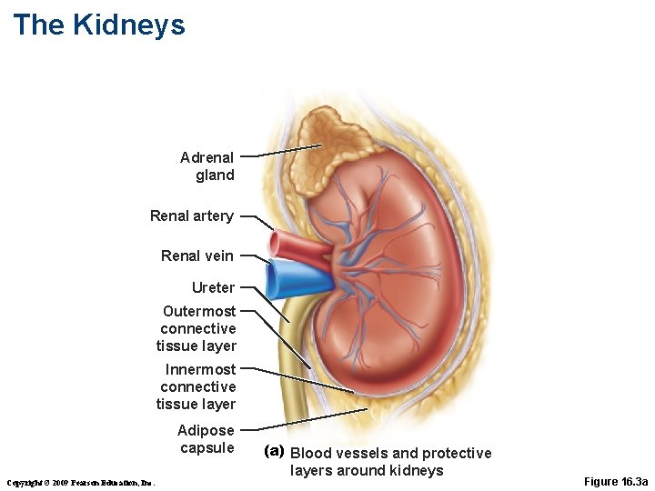 The Kidneys Adrenal gland Renal artery Renal vein Ureter Outermost connective tissue layer Innermost