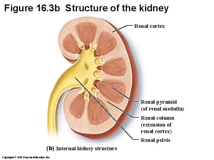 Figure 16. 3 b Structure of the kidney Renal cortex Renal pyramid (of renal