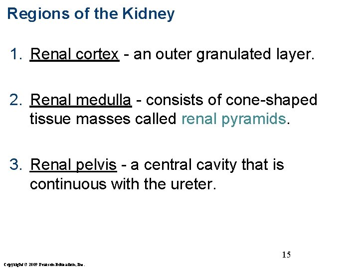 Regions of the Kidney 1. Renal cortex - an outer granulated layer. 2. Renal