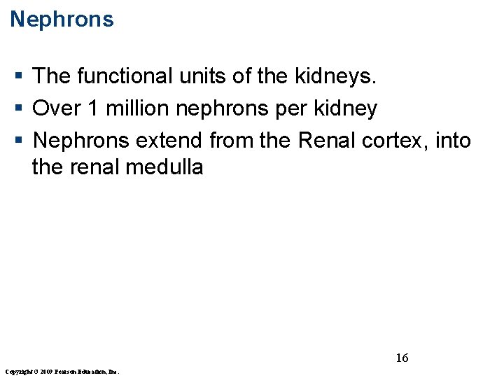 Nephrons § The functional units of the kidneys. § Over 1 million nephrons per