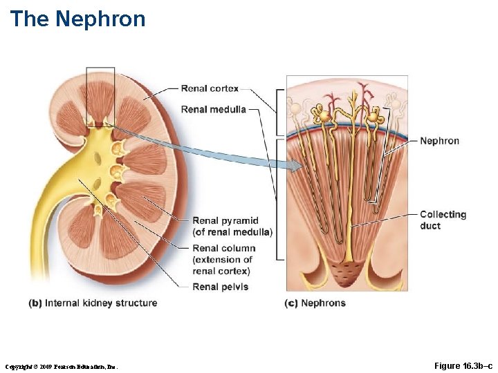 The Nephron Copyright © 2009 Pearson Education, Inc. Figure 16. 3 b–c 