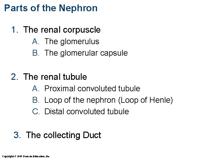 Parts of the Nephron 1. The renal corpuscle A. The glomerulus B. The glomerular