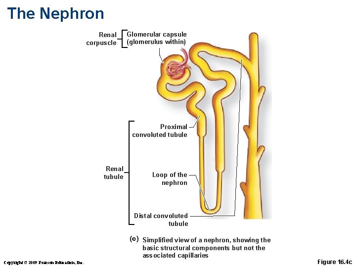 The Nephron Renal corpuscle Glomerular capsule (glomerulus within) Proximal convoluted tubule Renal tubule Loop