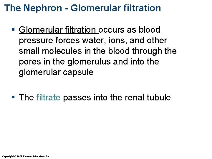 The Nephron - Glomerular filtration § Glomerular filtration occurs as blood pressure forces water,