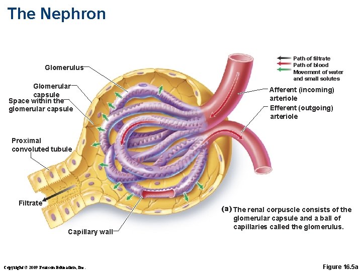 The Nephron Glomerulus Glomerular capsule Space within the glomerular capsule Path of filtrate Path