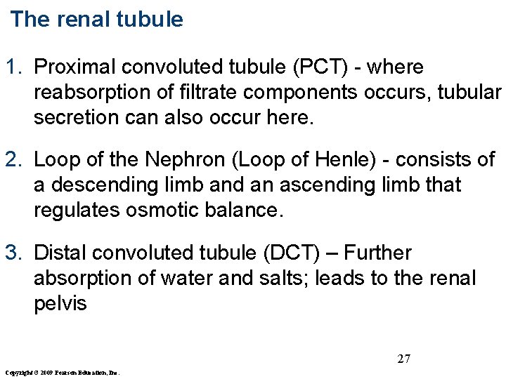 The renal tubule 1. Proximal convoluted tubule (PCT) - where reabsorption of filtrate components