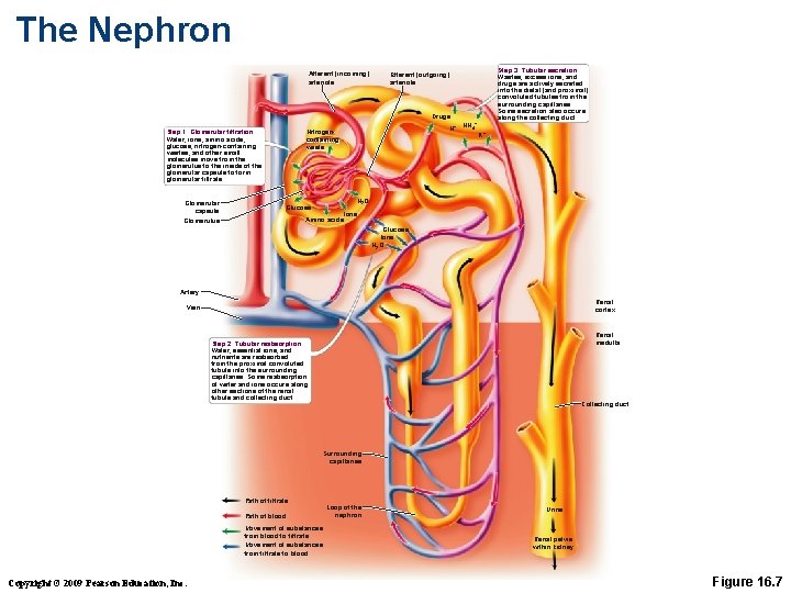 The Nephron Afferent (incoming) arteriole Step 3: Tubular secretion Wastes, excess ions, and drugs