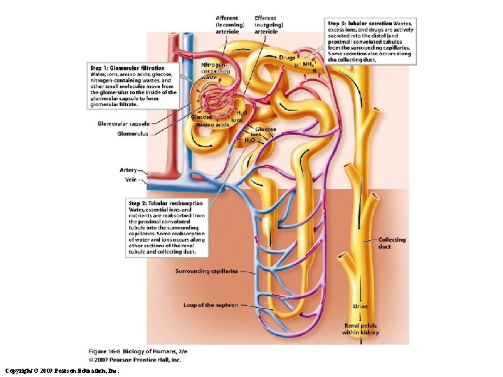 32 Copyright © 2009 Pearson Education, Inc. 