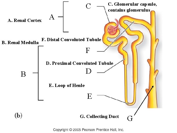 C A. Renal Cortex B. Renal Medulla A C. Glomerular capsule, contains glomerulus F.