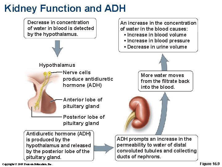 Kidney Function and ADH Decrease in concentration of water in blood is detected by